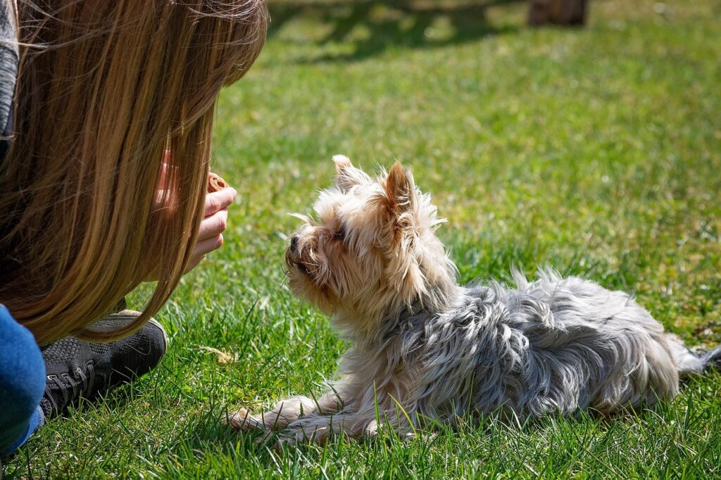 dog, dog training, training, human and animal, animal, domestic animal, yorkie, yorkshire terrier, pet, nature, garden, meadow