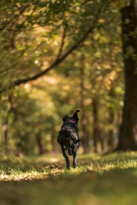 black labrador, labrador, pet, dog, puppy, animal, canine, fall, autumn, nature, outdoors, borador, running
