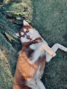 Husky Puppu Dog Beautiful Wallpaper Picture